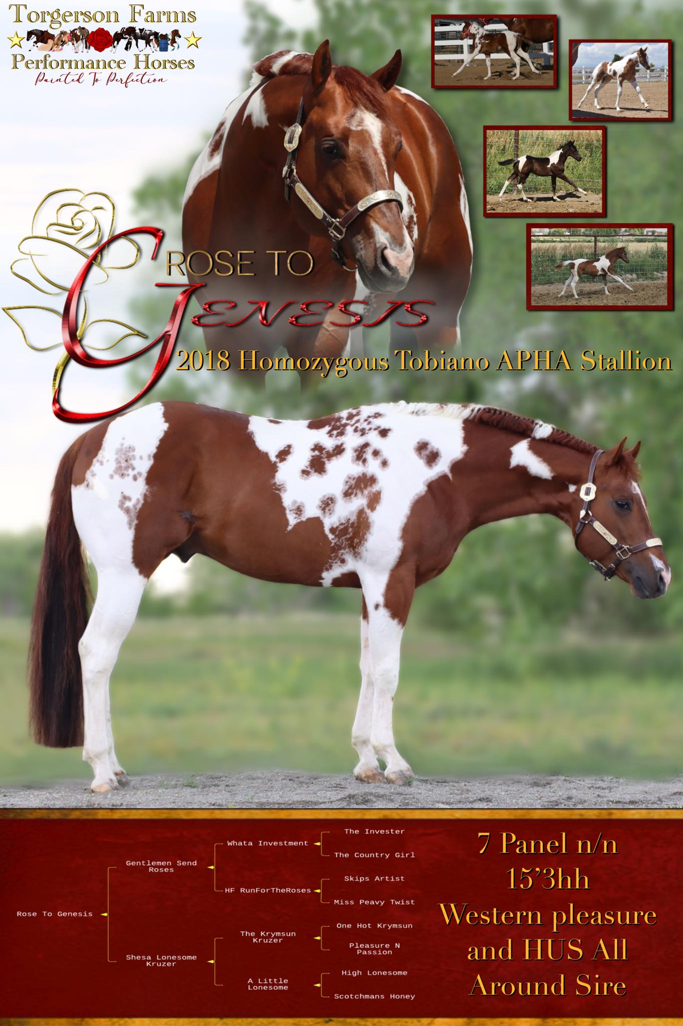 Homozygous Tobiano APHA Stallion - Rose To Genesis